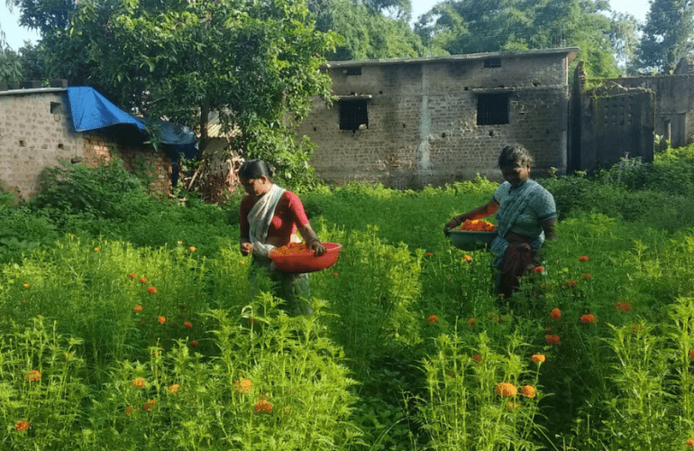marigold farming