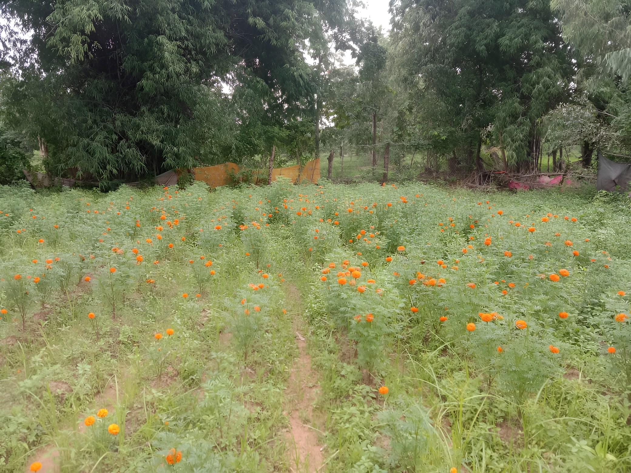 marigold farming